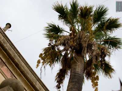 Avvicinandoci e alzando lo sguardo restiamo colpiti dalle altissime e snelle palme presenti nel suo giardino, che sovrastano in altezza anche i palazzi adiacenti
